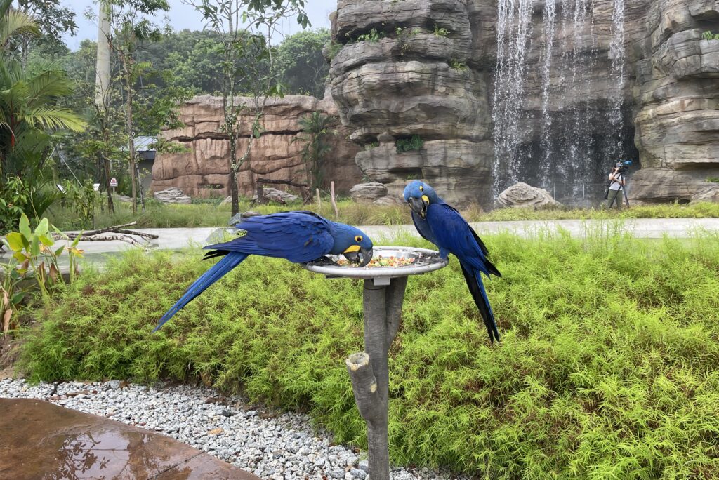 Bird Paradise Mandai Wildlife Reserve Singapore Zoo Bird Park 