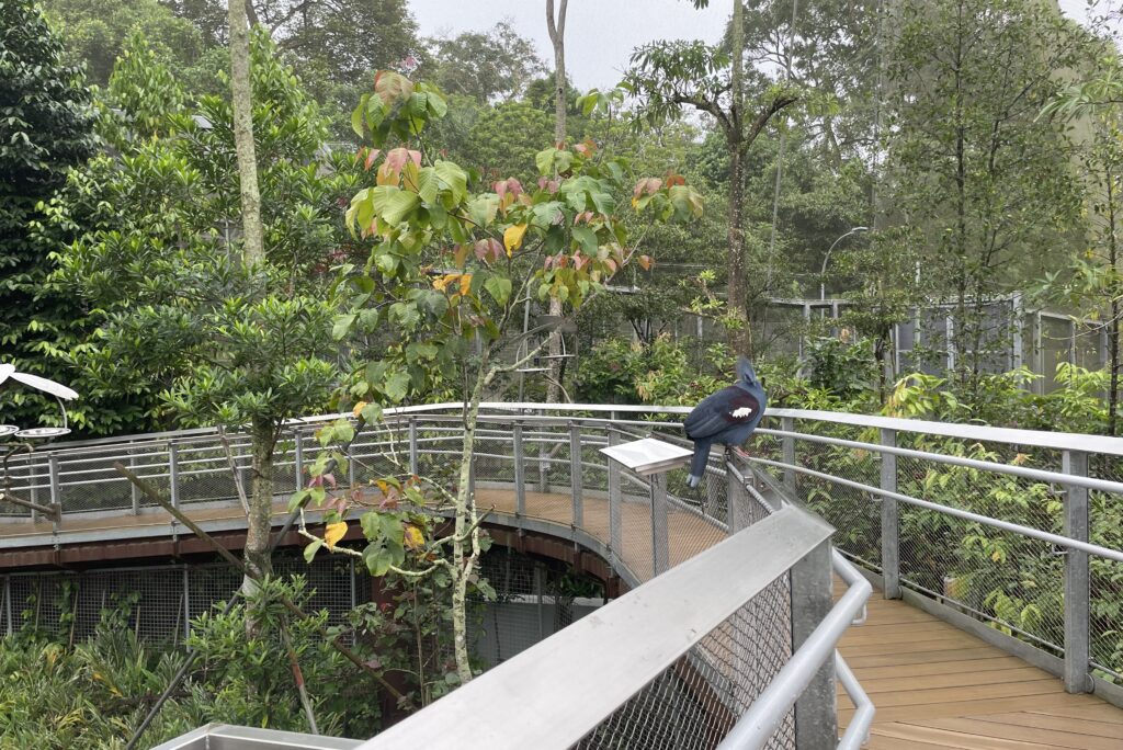 Bird Paradise Mandai Wildlife Reserve Singapore Zoo Bird Park 