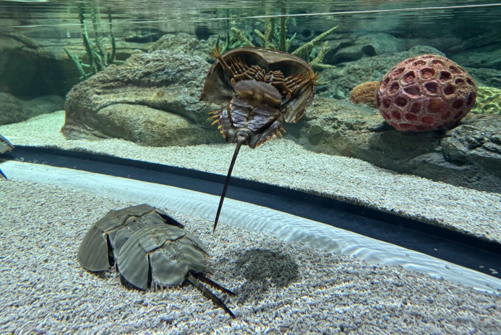 Singapore Oceanarium Resort World Sentosa 