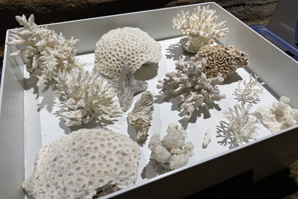 Singapore Oceanarium Resort World Sentosa 