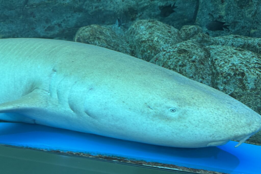 Singapore Oceanarium Resort World Sentosa 